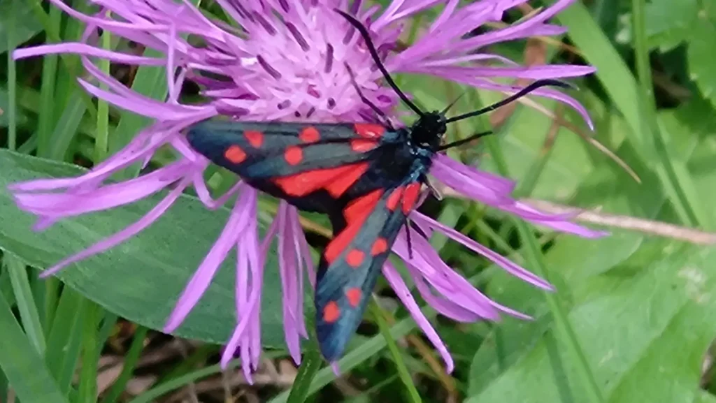 Schmetterling, Julia Bastian, Naturcoaching Bielefeld