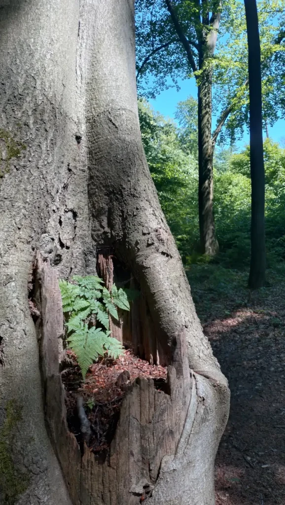 Farn im Baum, Julia Bastian, Naturcoaching Bielefeld