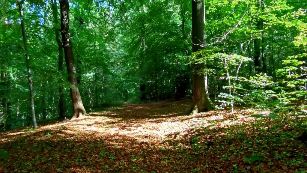 Walk and Talk in der Natur - Julia Bastian