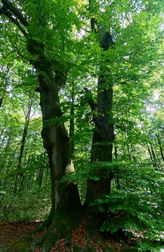 Waldbaden, Julia Bastian